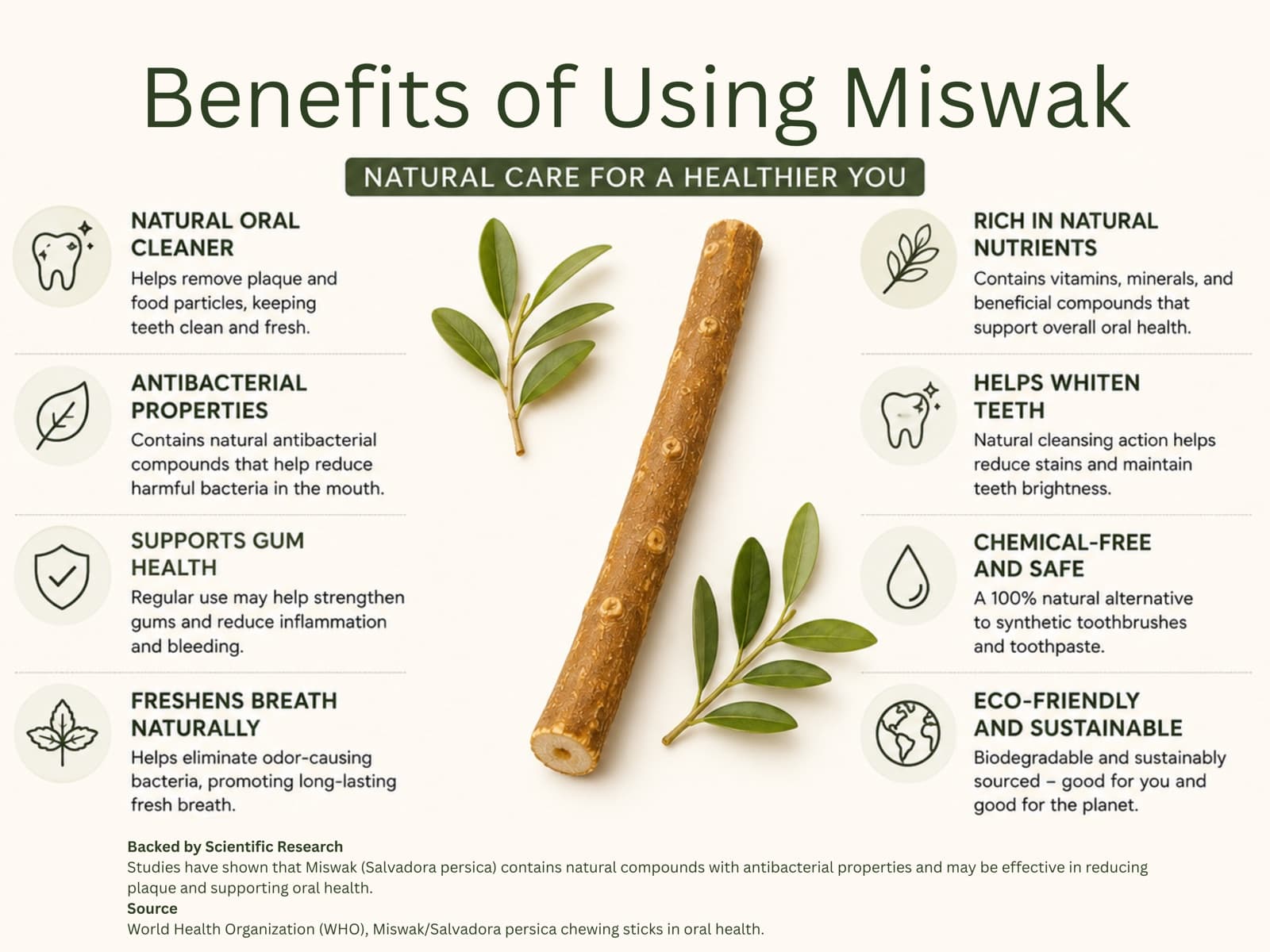 Infographic of miswak benefits: natural oral cleaner, antibacterial properties, gum health support, fresh breath, natural nutrients, whitening, chemical-free, eco-friendly